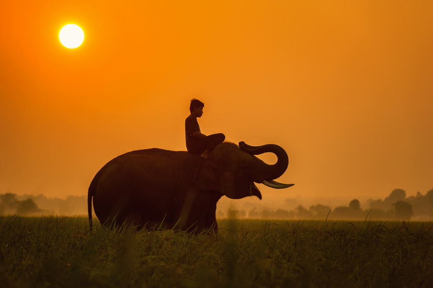 Man Riding an Elephant at Sunset