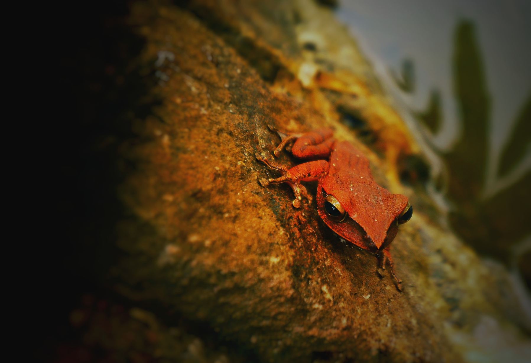 Nature and Wildlife of Cambodia