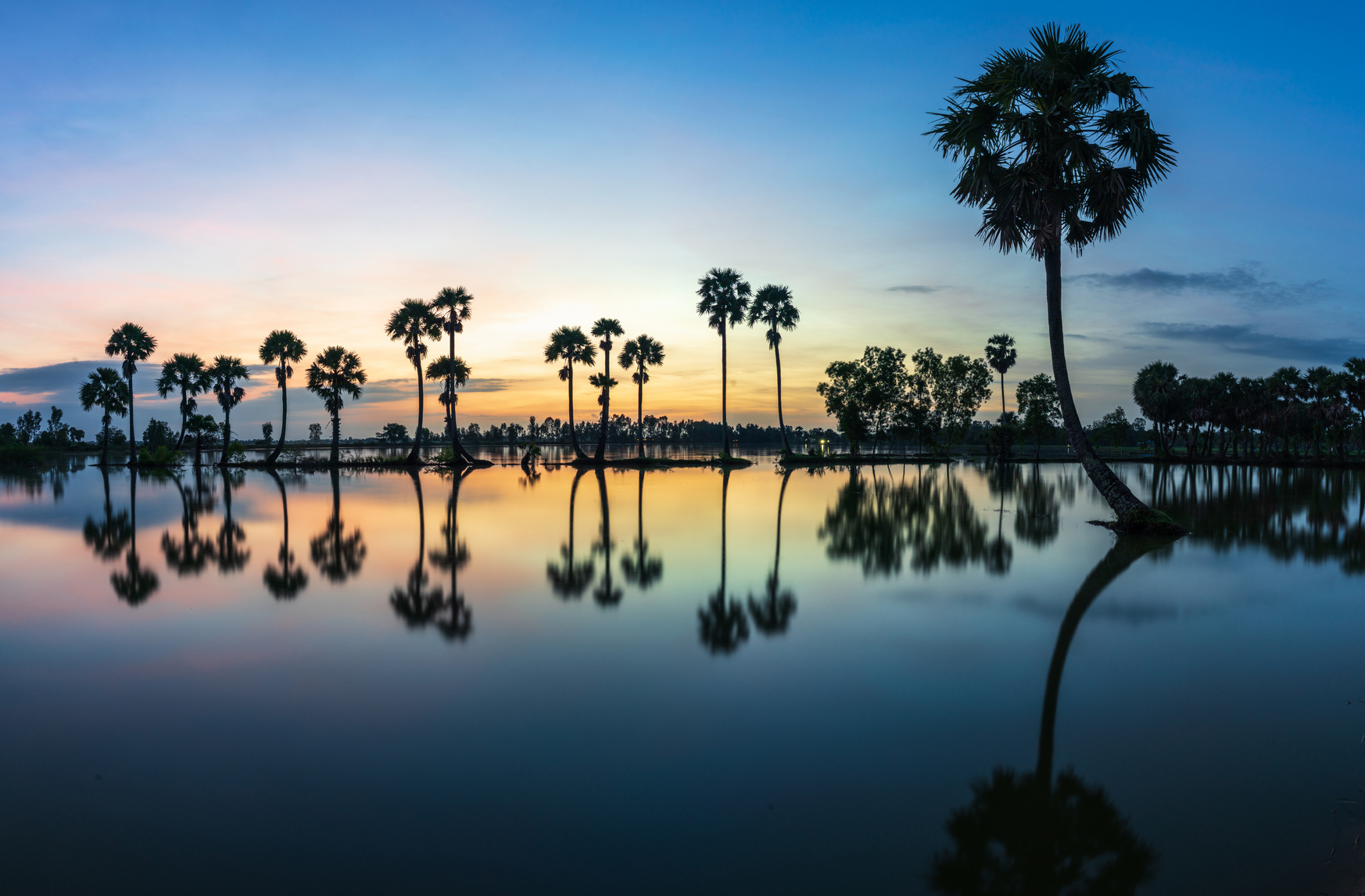 Sunrise landscape in sugar palm tree field in Chau Doc, An Giang, Mekong delta, Vietnam