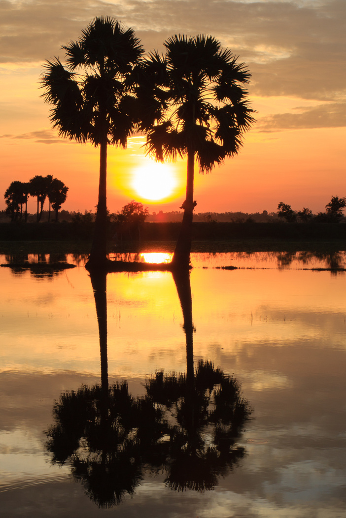 Palmy trees on the rice field of Chau Doc