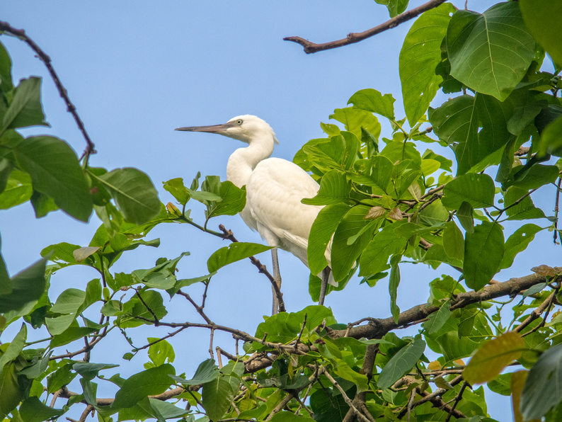 White stork - Chau Doc