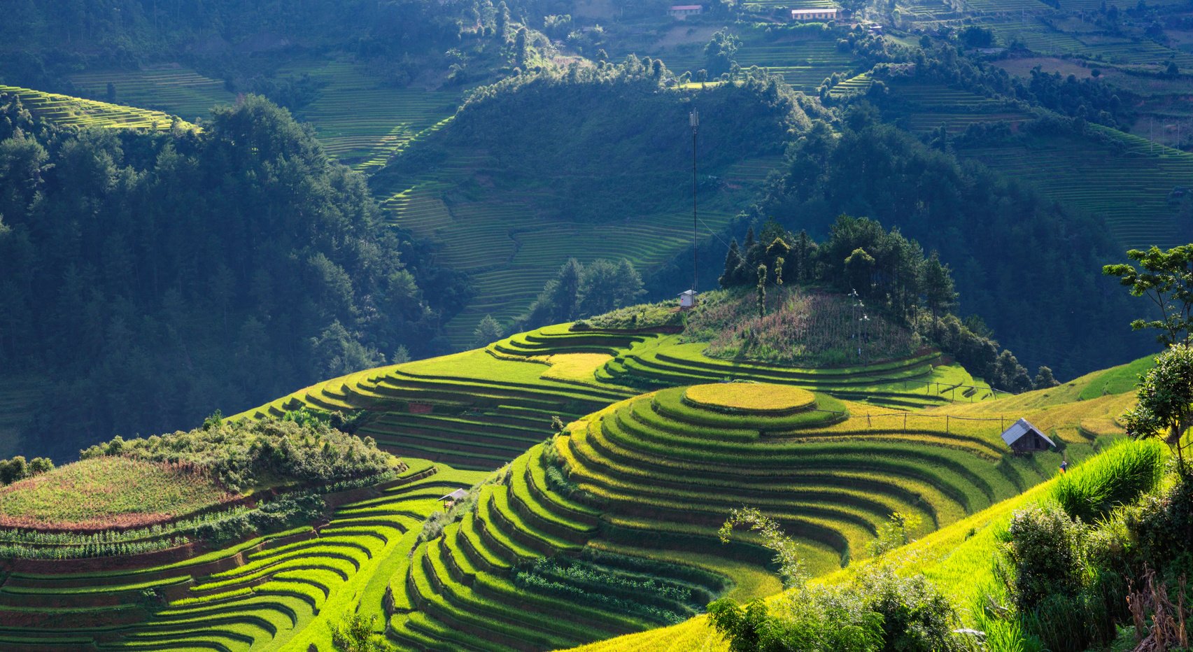 Vibrant Rice Terraces in Vietnam