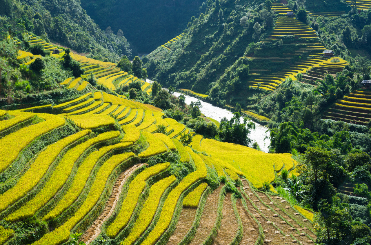 Asia Rice Field 